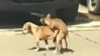 二狗当街激情猝死 倒下瞬间让人哭笑不得